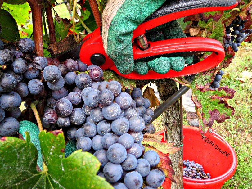 Organic Merlot grapes from Ca Lustra