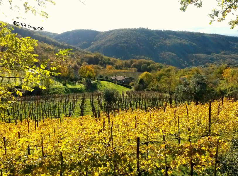 The Euganean Hills: vines in October
