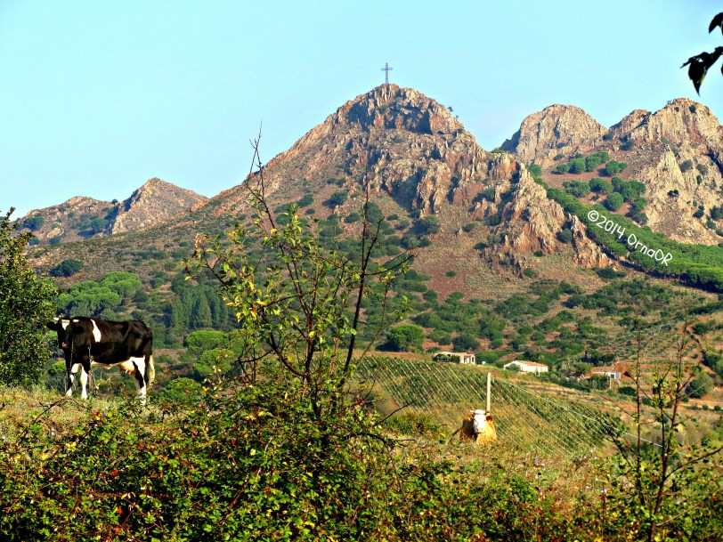 Cows on Elba