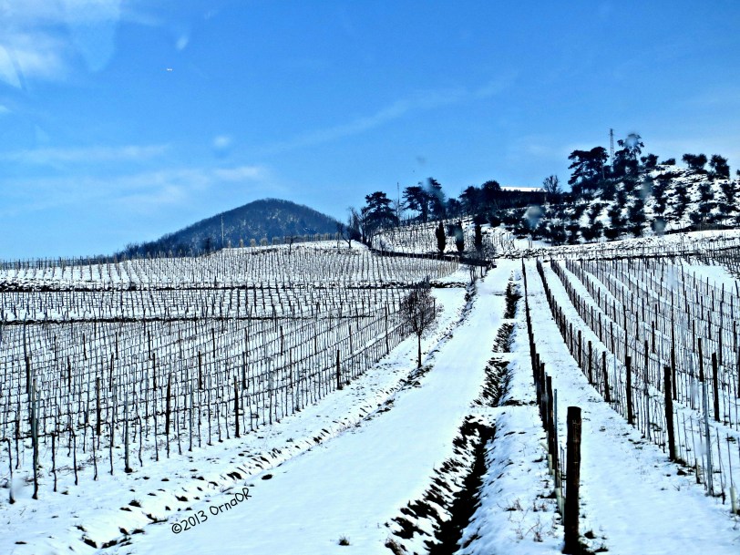 Euganean Hills, Veneto: vines in the snow