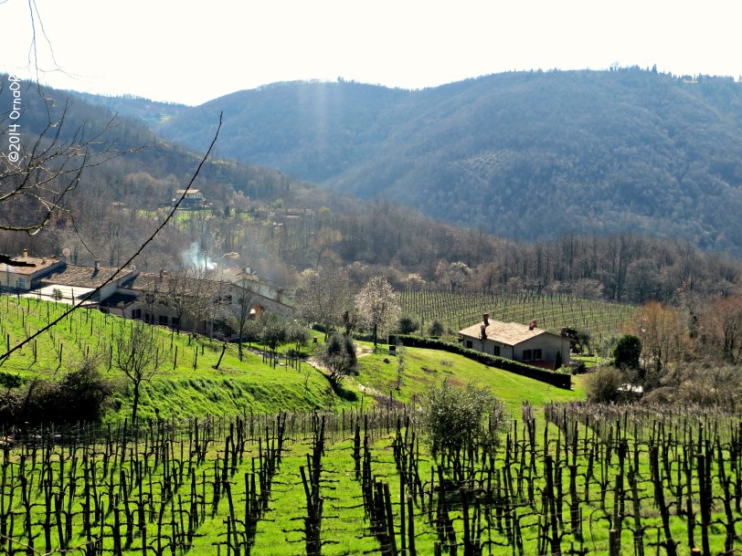 Euganean Hills: grape vines in early spring