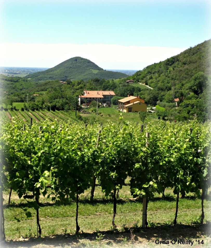 Euganean Hills, Veneto: ripening grapes in summer