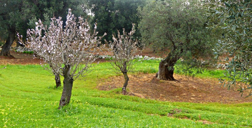 Around Puglia l ©ornaoreilly.com