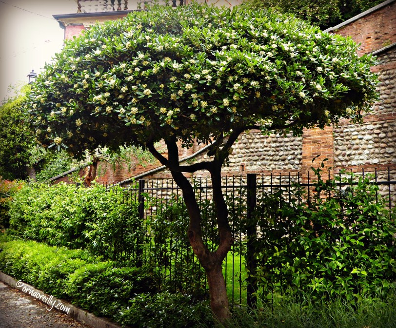 Verona l ©ornaoreilly.com