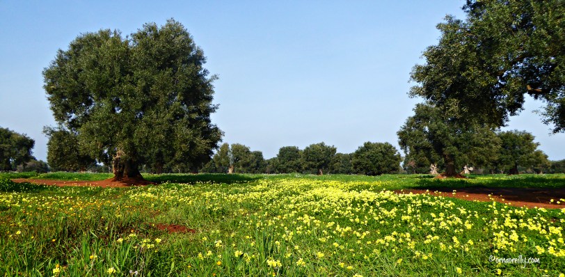 ©ornaoreilly.com Valle d'Itria l ornaoreilly (1)