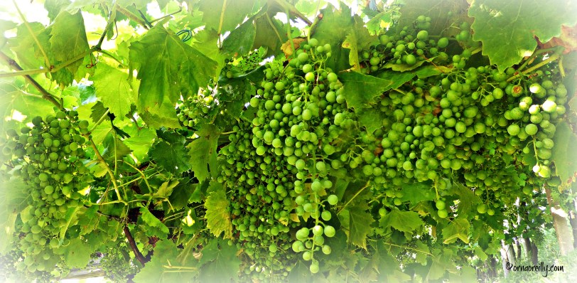 Valdobbiadine l ©ornaoreilly.com