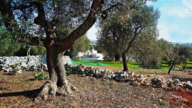 Around Puglia l ©ornaoreilly.com