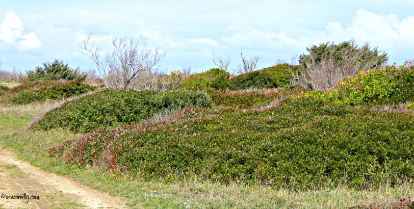 Torre Guaceto l ©ornaoreilly.com